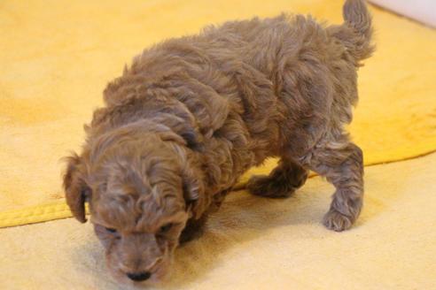 成約済の愛知県のトイプードル-45274の3枚目