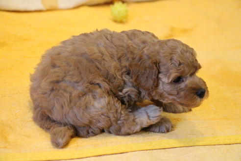 成約済の愛知県のトイプードル-45274の2枚目