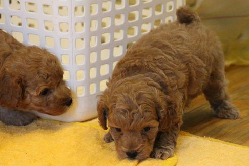 成約済の愛知県のトイプードル-45274の1枚目