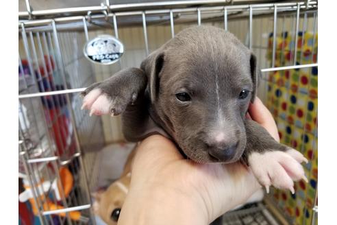 成約済の愛知県のイタリアングレーハウンド(イタグレ)-46145の2枚目