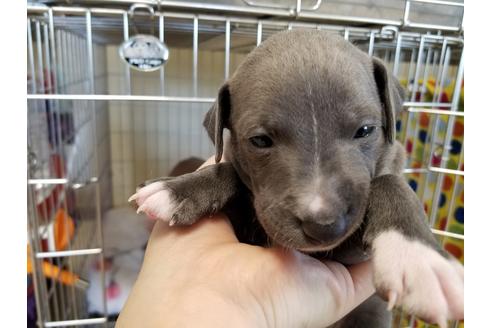 成約済の愛知県のイタリアングレーハウンド(イタグレ)-46145の1枚目