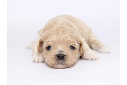 成約済の栃木県のミックス犬-46347の3枚目