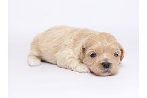 成約済の栃木県のミックス犬-46347の1枚目