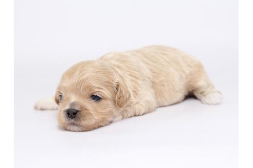 成約済の栃木県のミックス犬-46347の2枚目