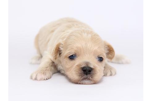 成約済の栃木県のミックス犬-46348の1枚目