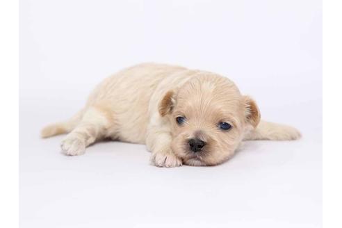 成約済の栃木県のミックス犬-46348の2枚目