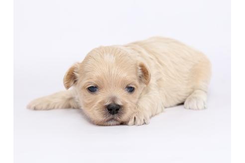 成約済の栃木県のミックス犬-46348の3枚目