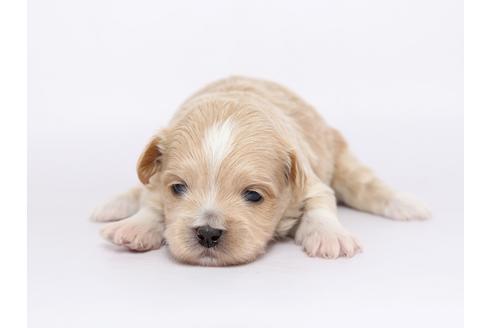 成約済の栃木県のミックス犬-46349の1枚目