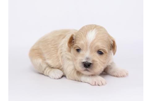 成約済の栃木県のミックス犬-46349の2枚目