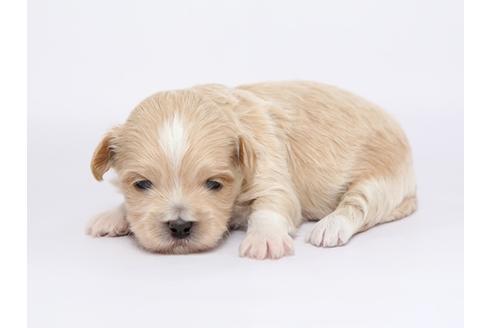 成約済の栃木県のミックス犬-46349の3枚目