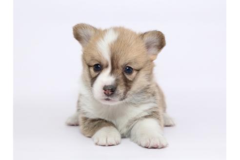 成約済の栃木県のウェルシュコーギーペンブローク-46350の3枚目