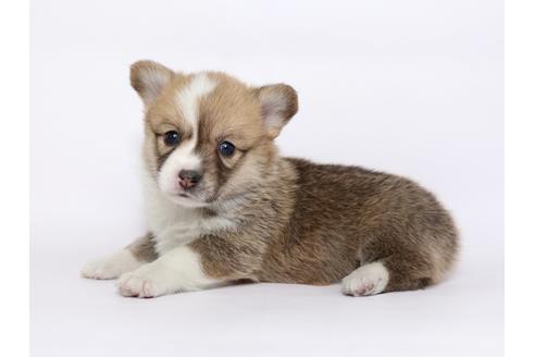 成約済の栃木県のウェルシュコーギーペンブローク-46350の4枚目