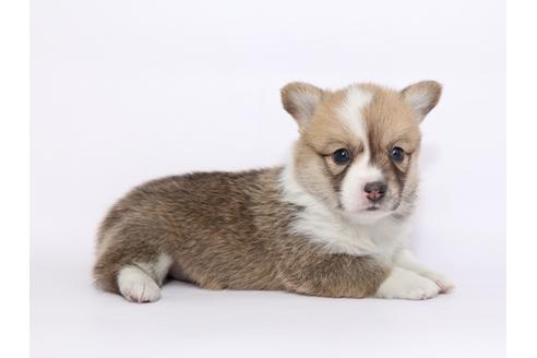 成約済の栃木県のウェルシュコーギーペンブローク-46350の1枚目