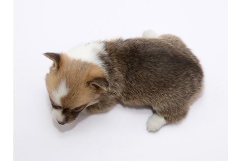 成約済の栃木県のウェルシュコーギーペンブローク-46350の2枚目