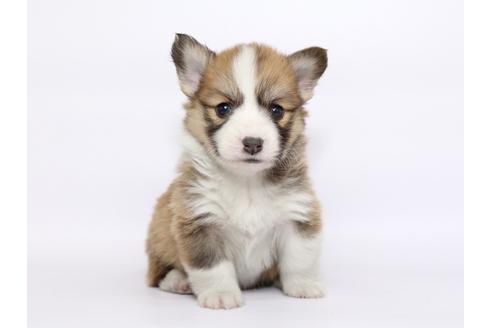 成約済の栃木県のウェルシュコーギーペンブローク-46351の2枚目