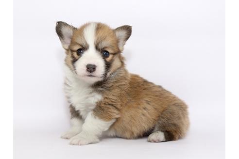 成約済の栃木県のウェルシュコーギーペンブローク-46351の3枚目