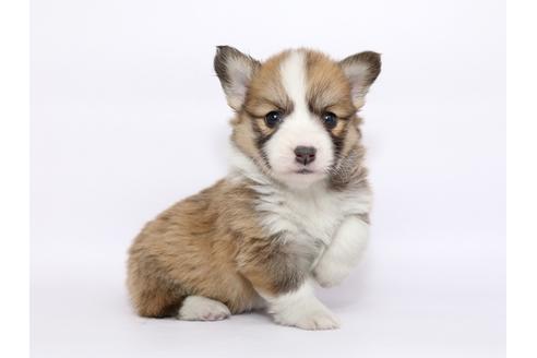 成約済の栃木県のウェルシュコーギーペンブローク-46351の4枚目