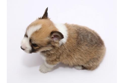 成約済の栃木県のウェルシュコーギーペンブローク-46351の1枚目