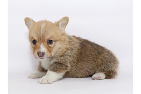 成約済の栃木県のウェルシュコーギーペンブローク-46352の4枚目