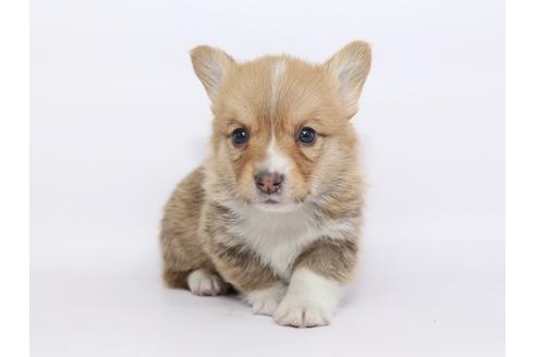 成約済の栃木県のウェルシュコーギーペンブローク-46352の1枚目