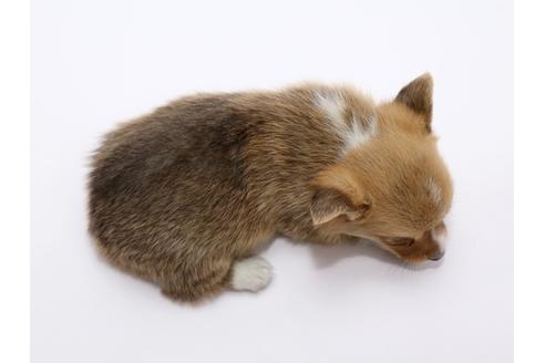 成約済の栃木県のウェルシュコーギーペンブローク-46352の2枚目