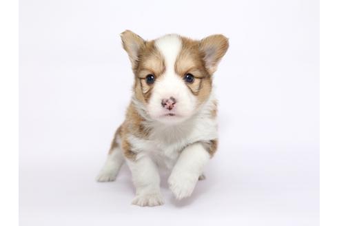 成約済の栃木県のウェルシュコーギーペンブローク-46353の4枚目