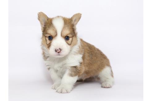 成約済の栃木県のウェルシュコーギーペンブローク-46353の1枚目