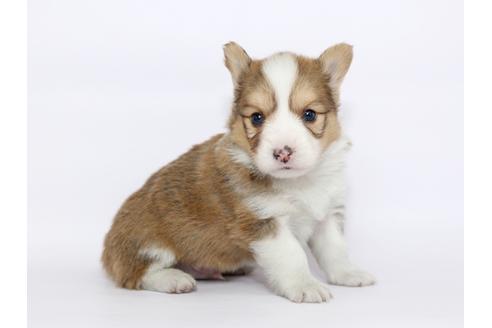 成約済の栃木県のウェルシュコーギーペンブローク-46353の2枚目