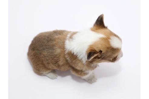 成約済の栃木県のウェルシュコーギーペンブローク-46353の3枚目