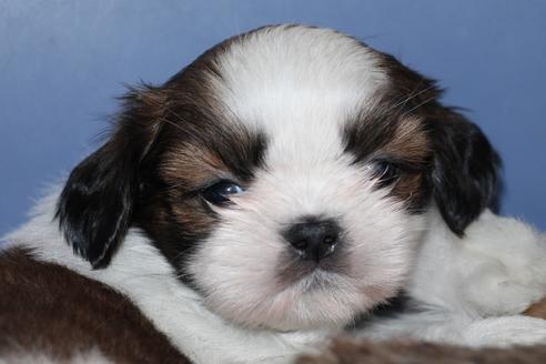 成約済の愛知県のシーズー-45318の5枚目