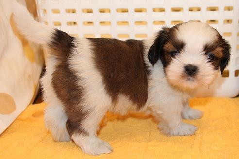 成約済の愛知県のシーズー-45318の4枚目