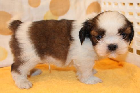 成約済の愛知県のシーズー-45318の3枚目