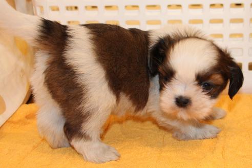 成約済の愛知県のシーズー-45318の2枚目