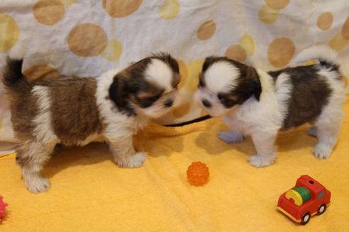 成約済の愛知県のシーズー-45318の1枚目