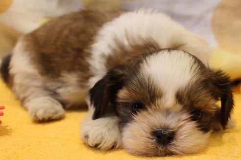 成約済の愛知県のシーズー-45319の5枚目