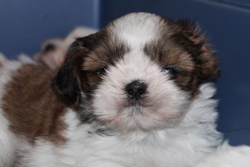 成約済の愛知県のシーズー-45319の4枚目