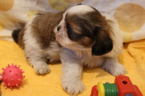 成約済の愛知県のシーズー-45319の3枚目