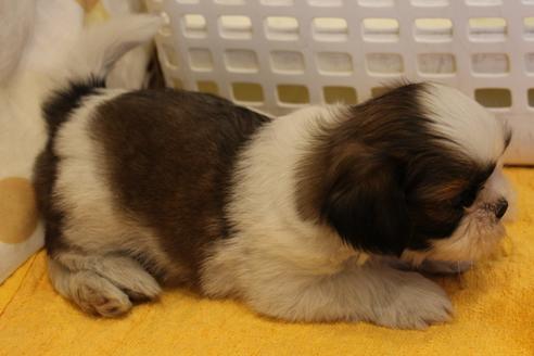 成約済の愛知県のシーズー-45319の2枚目