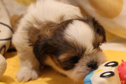 成約済の愛知県のシーズー-45319の1枚目