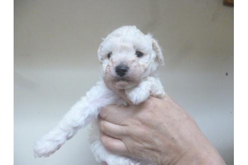 成約済の福岡県のトイプードル-46392の4枚目