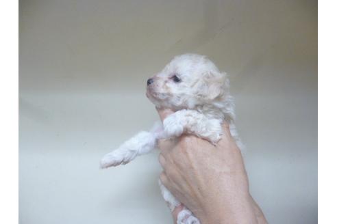 成約済の福岡県のトイプードル-46392の5枚目