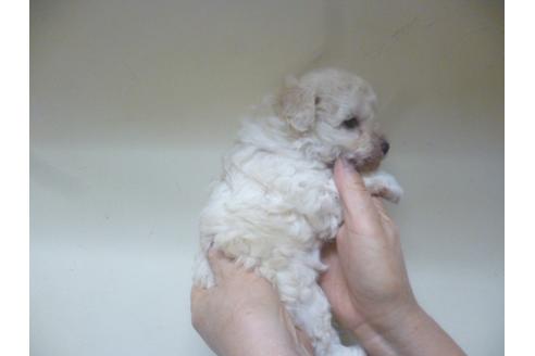 成約済の福岡県のトイプードル-46392の1枚目