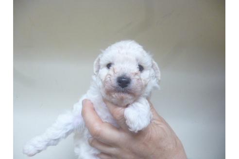 成約済の福岡県のトイプードル-46392の2枚目