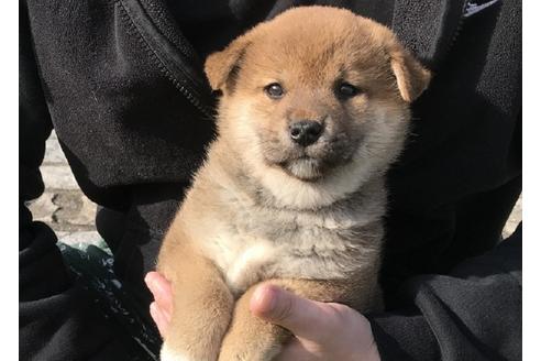成約済の長崎県の柴犬-44691の2枚目