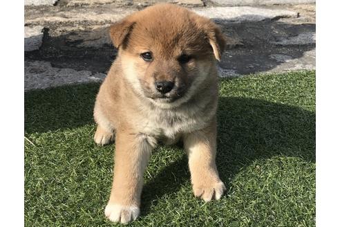 成約済の長崎県の柴犬-44691の3枚目