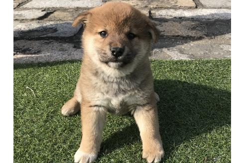 成約済の長崎県の柴犬-44691の4枚目