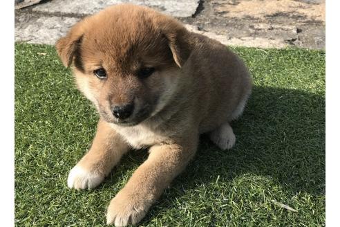 成約済の長崎県の柴犬-44691の5枚目