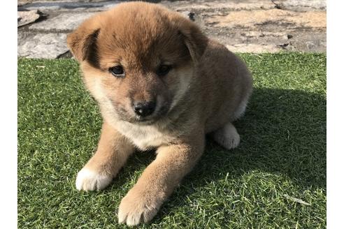 成約済の長崎県の柴犬-44691の1枚目