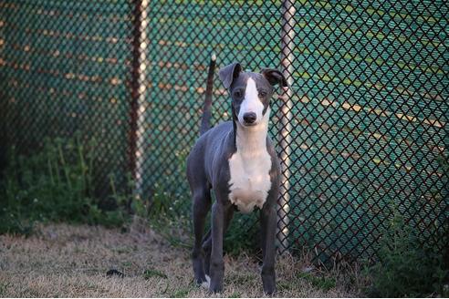 成約済の埼玉県のイタリアングレーハウンド(イタグレ)-45315の3枚目