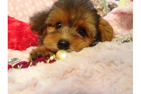 成約済の静岡県のミックス犬-46400の4枚目